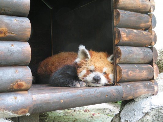 🌳 에도가와구 자연 동물원(에도가와쿠 시젠 도부츠엔) 이미지 4